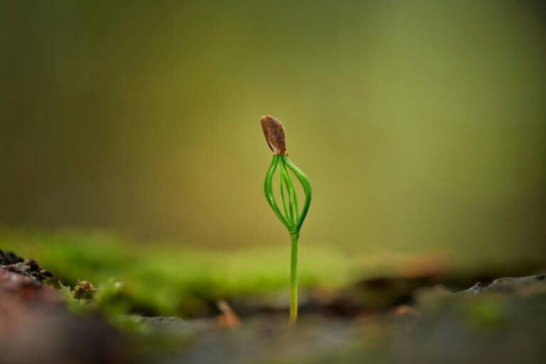 Ontkiemend plantje dat symbool staat voor nieuw leven en de ideale kindertijd vol groei en potentie.